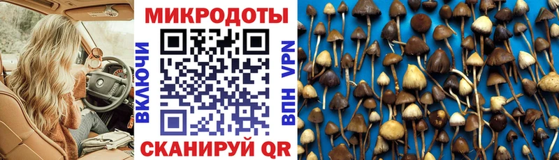 Псилоцибиновые грибы Psilocybe Жиздра