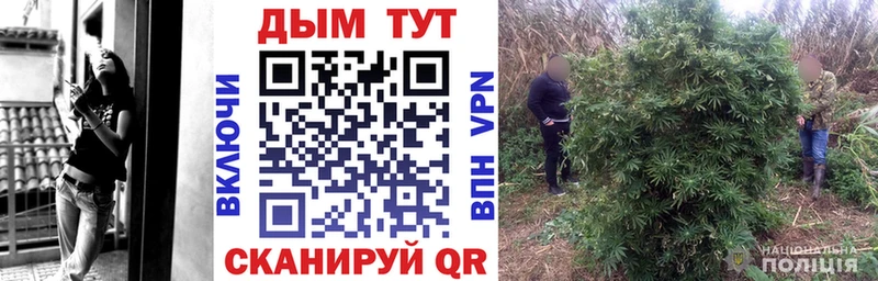 где купить наркоту  Жиздра  Марихуана семена 
